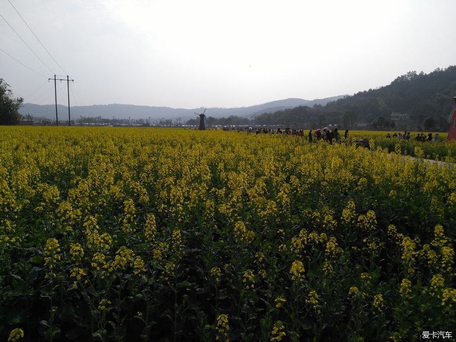 2018年春节粤北韶关赏花，火山上的油菜花 。