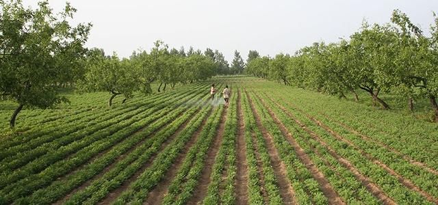 80后农民用互联网思维卖化肥年入百万，但最棒的还是第二个方法