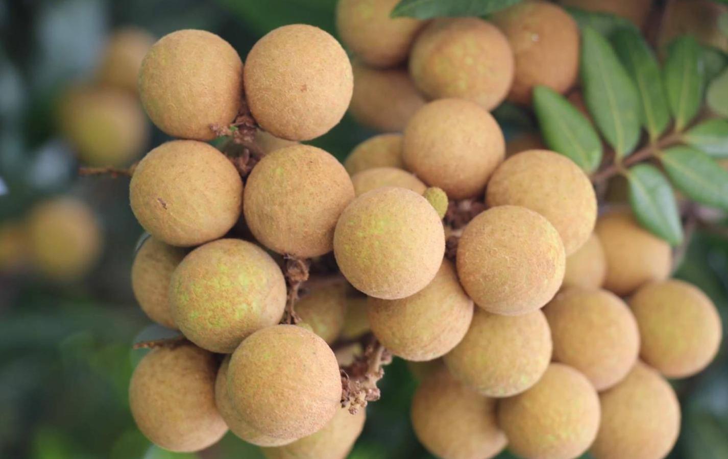 龙眼不能和什么一起吃?