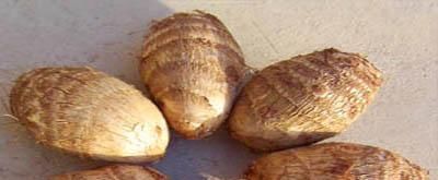 产假男的休几天