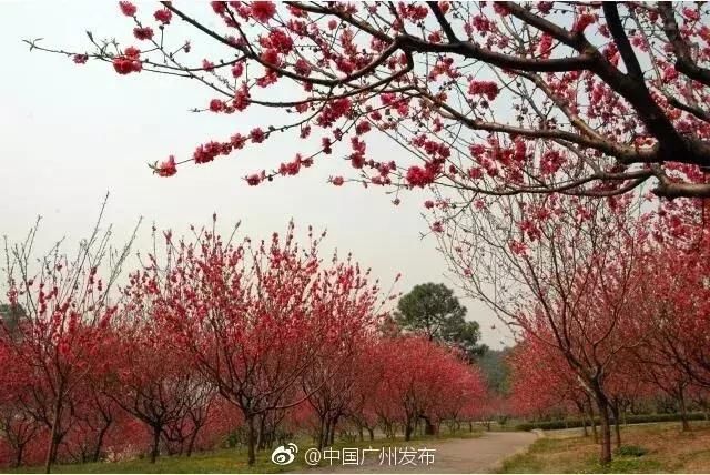 美炸！一夜间，广州竟飘起了如梦似幻的粉红花雨！