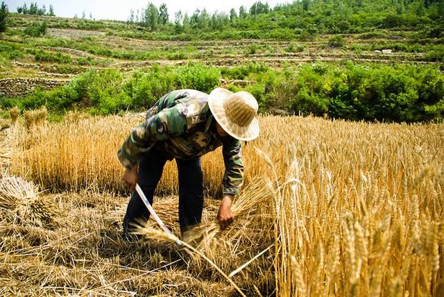 农业补贴这么多，为什么咱农民却拿不到？看完扎心了！