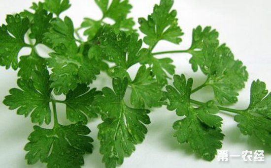 如何留取芹菜种?芹菜留种注意事项