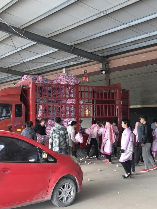 别再炒作!开封蒜农希望大蒜价格回归正常轨道