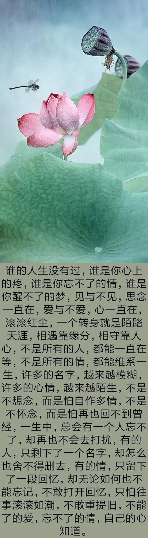 爱过你真的不后悔简谱_不后悔爱过你图片(2)