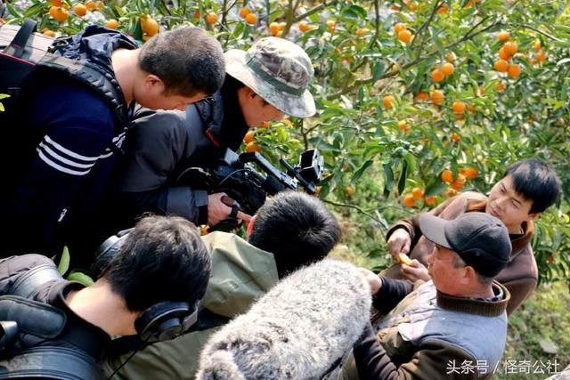 桃叶橙，中国三大地方良种之一，香扑面甜若糖，国家曾派部队保护