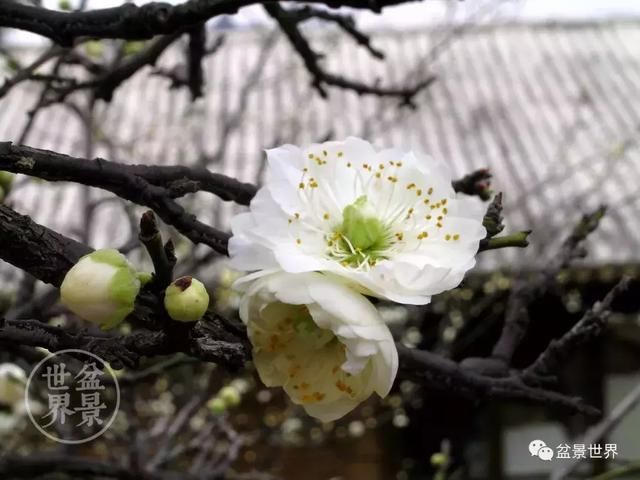 龙泉梅开天下春 梅花盆景精品欣赏