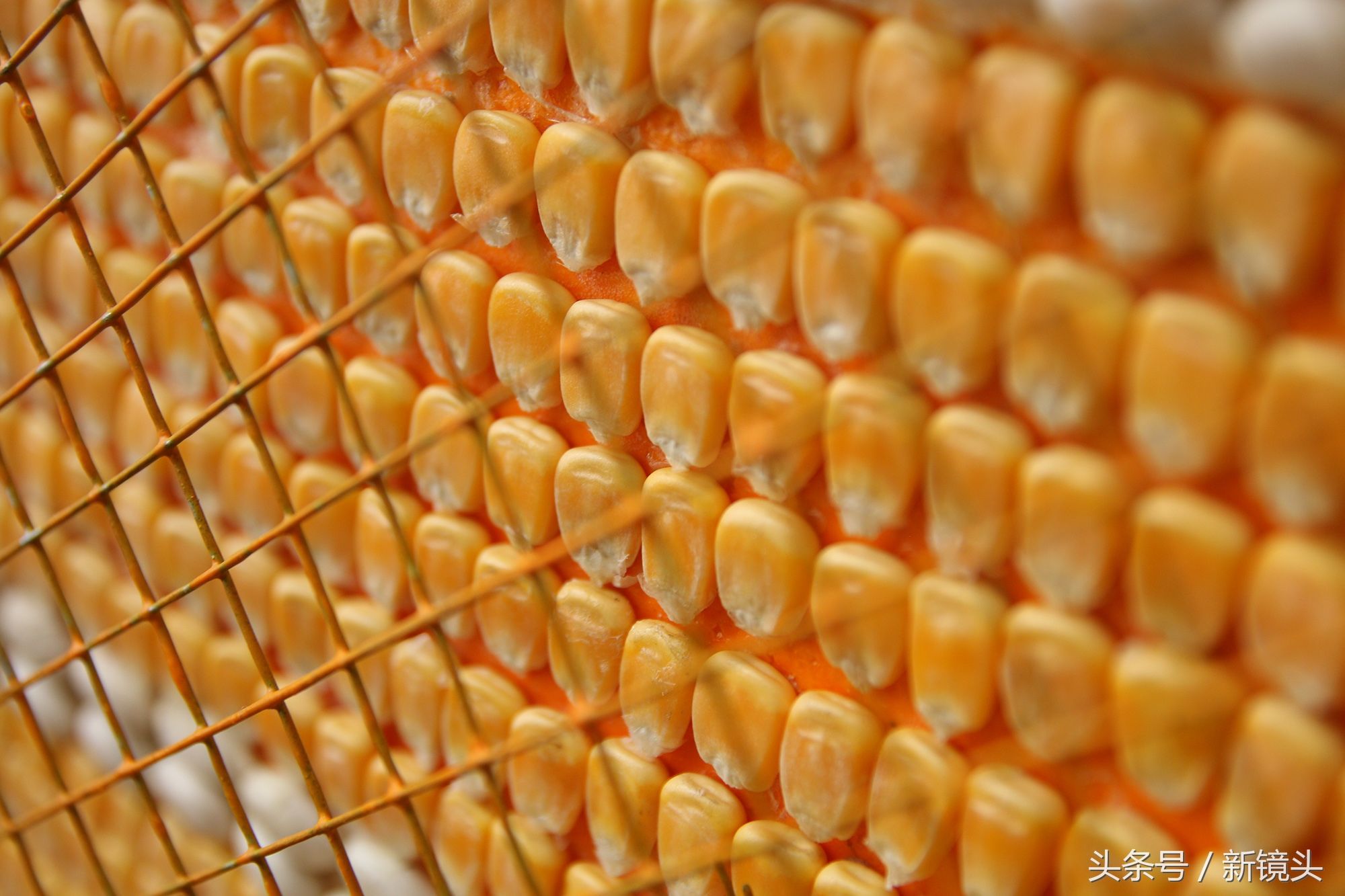 你能看出来吗?这些全是用蔬菜瓜果做成的!