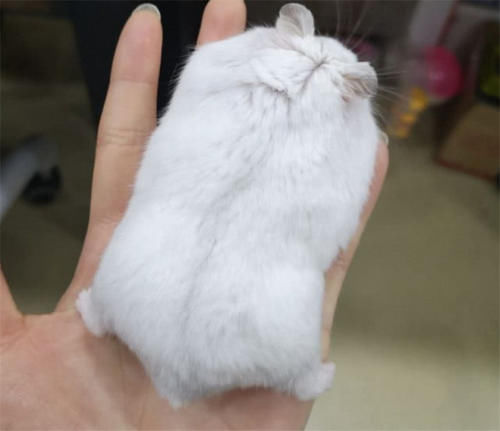 有哪些萌宠,有实力把你萌到融化?答:松鼠界姚