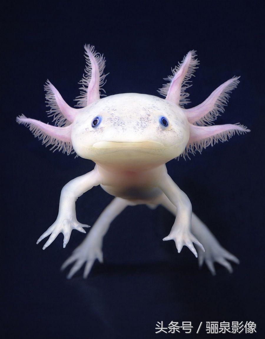 Tim Flach:唤起怜悯之心 充满人性的动物肖像