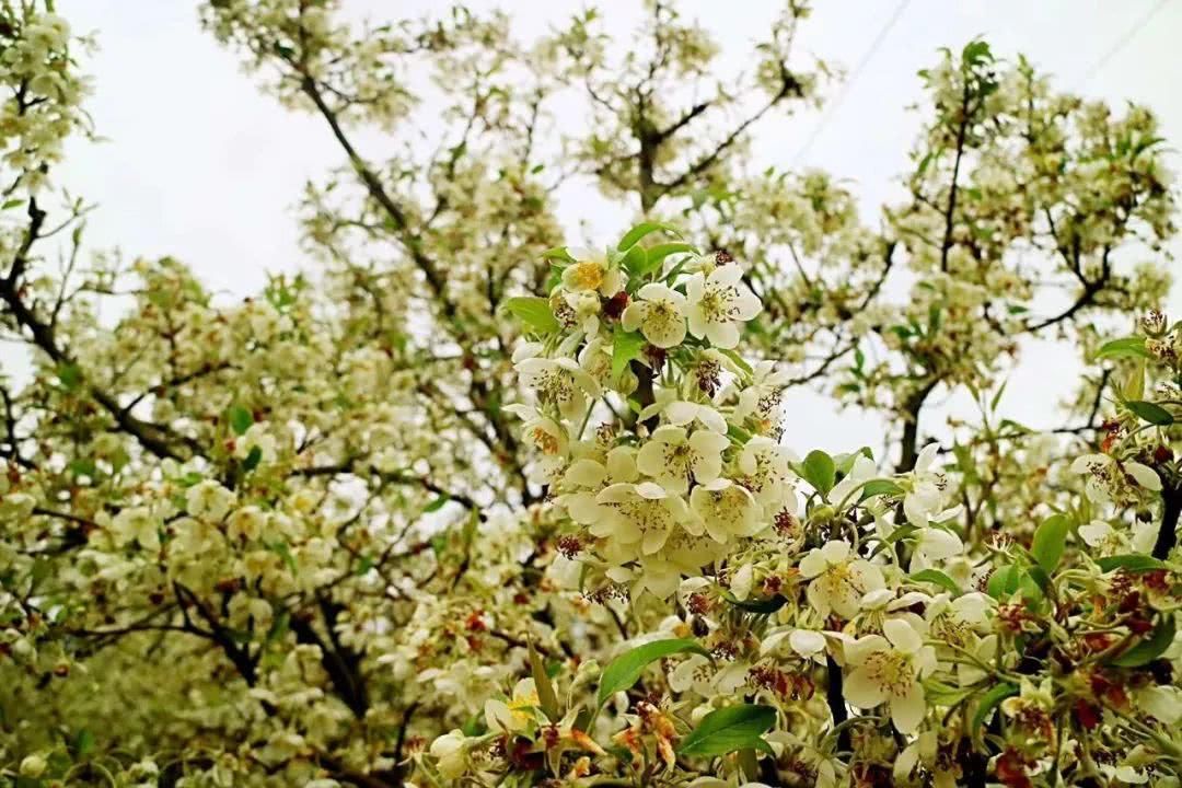 2018最新桂林赏花时间表来了！赶紧收藏！助你全年有花看