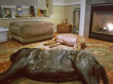 这是世界上最大的狗,站起来比成年人还要高