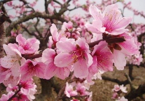 春季赏花地图2018上海周边赏花地大盘点，一起来观赏最美的鲜花盛