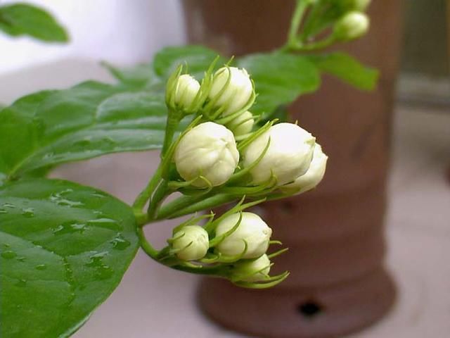 茉莉花要舍得修剪，这样才能株型好花开多，附上图文修剪生长过程