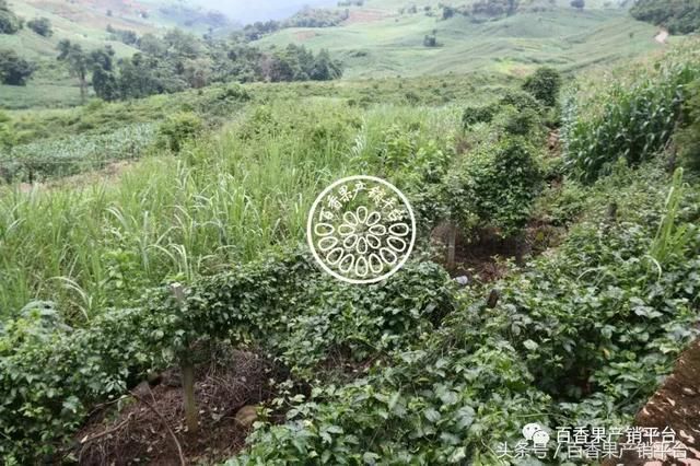 基地行|云南篱笆窗帘架种植黄金百香果,硕果