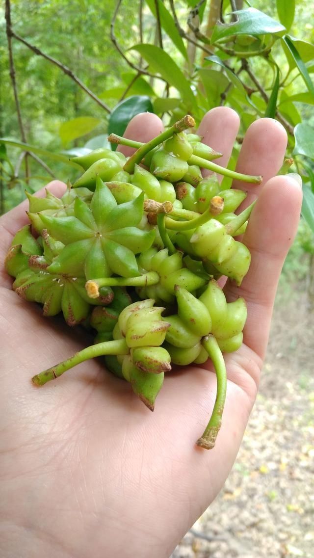 老家农村山里有一种叫五指毛桃的植物,树皮树