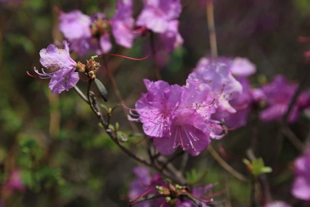 白山户外群关门砬子观映山红休闲一日游