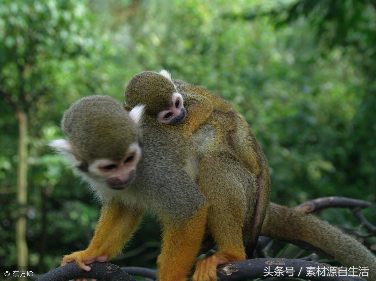 深圳野生动物园:一个各种动物云集的好地方