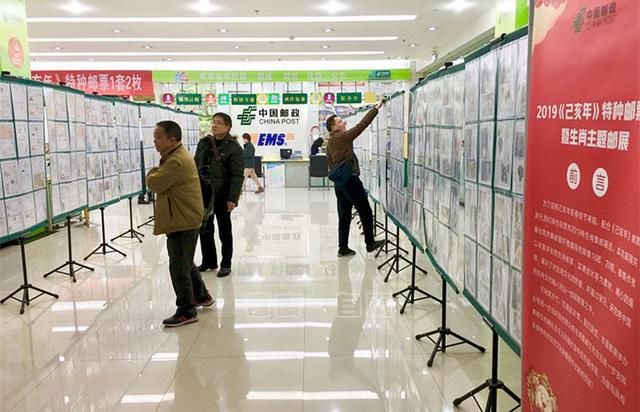 《己亥年》特票今日发行 市民喜迎过年猪
