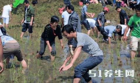 全村人下田疯捉这个宝，就连大老板都纷纷哄抢！