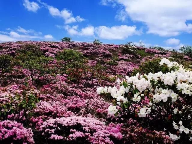 这里有峡谷、林海、古村、花海！昆明直达，美得无死角！