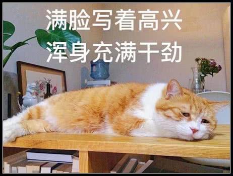 表情:我都找描述表情来不到心情了樊少皇表情包图片