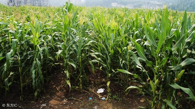 农村，玉米地里喷洒除草剂，是下雨前喷洒好？还是雨后喷洒好？