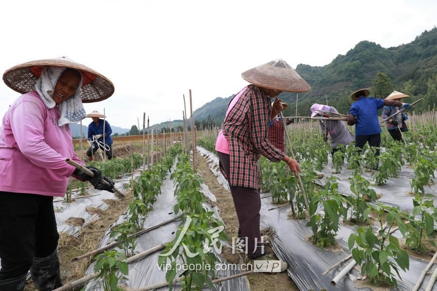 湖南通道:蔬菜基地打工 助村民脱贫致富