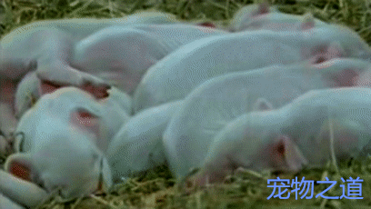 壁纸 动物 兔子 猪 408_230 gif 动态图 动图