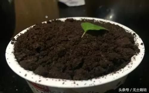 买回家的植物,怎么养护都不开花怎么办?早看早知道!