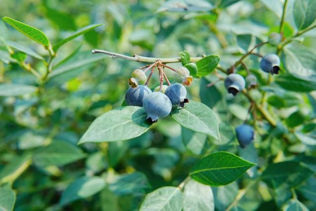 蓝莓上市了,不想去超市买盒装的,我带你去采摘