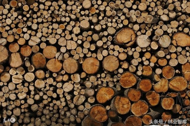 政策探讨韩国林业与林产品贸易近况及日本对韩