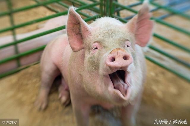 好消息!多地猪价触底反弹,但能否持续上涨值得我们深思!