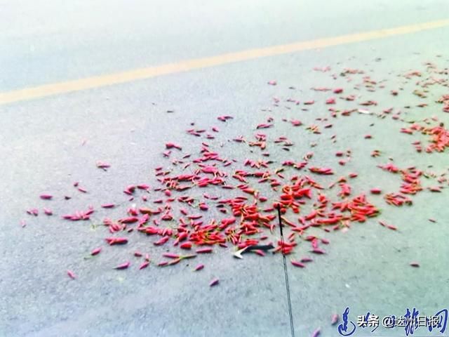 肇事逃逸致人死亡