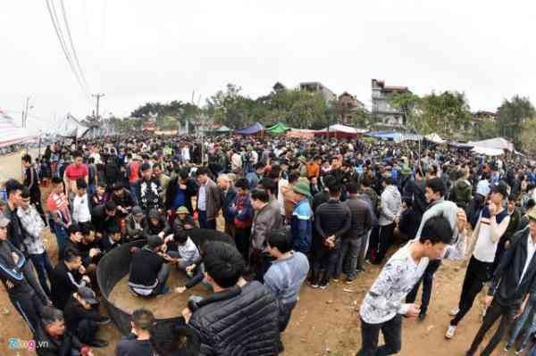 越南春节斗鸡大赛场面异常激烈,吸引众多民众