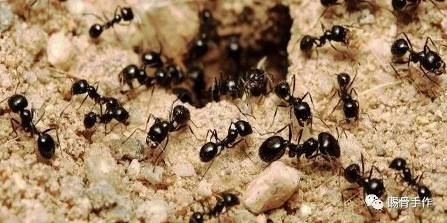 探秘神奇的蚂蚁王国 II