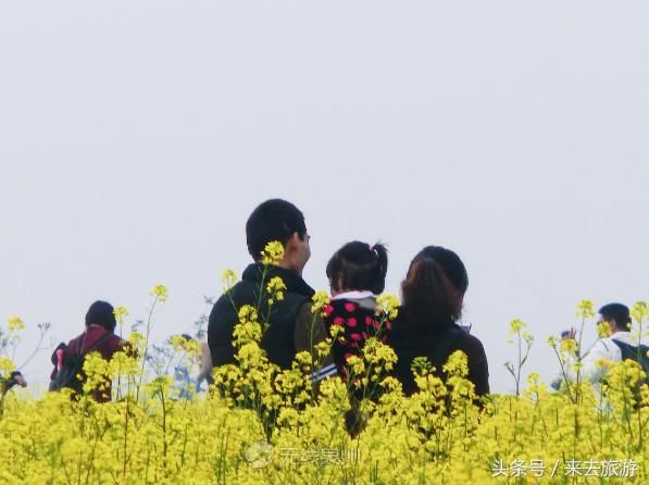 好多泉州人都挤着去的这片油菜花田，你还没去看？