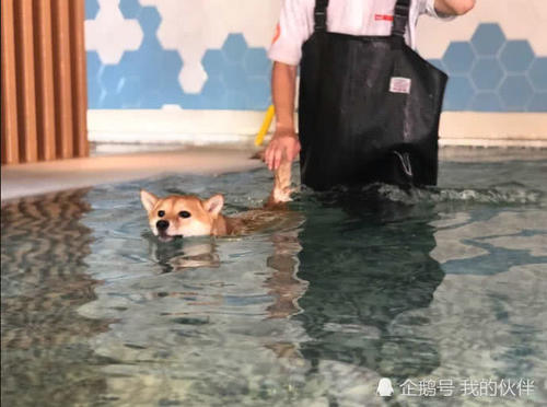 第一次学游泳的柴犬,一下水铲屎官都惊呆,柴:教