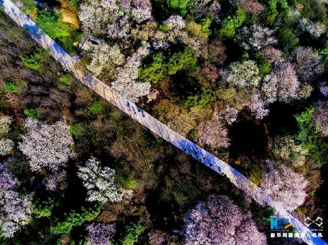 无人机之旅｜春到云龟山 樱花浪漫开