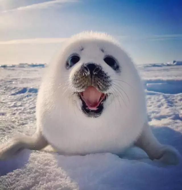 去南极旅行是一种怎样的体验?