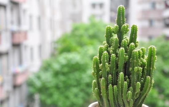 都说淘米水浇花好,为什么媳妇浇几天花却死了