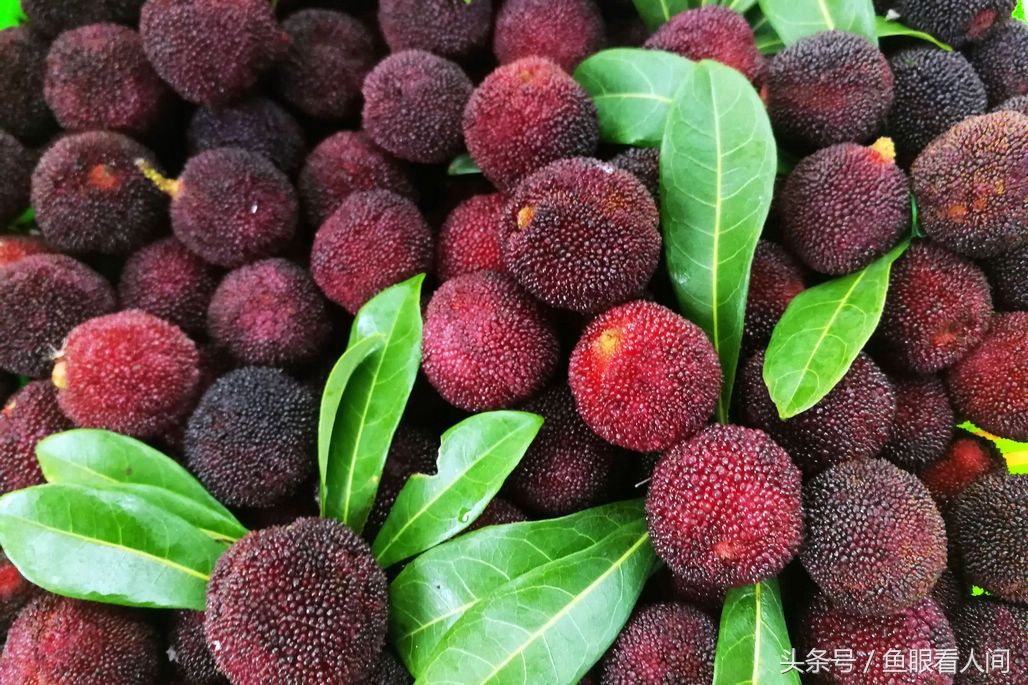 新上市六月蜜10块钱一斤 杏子价格波动很大 5