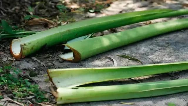 南方农村的一种特有美味,北方的很多人一辈子都没机会吃上一次!