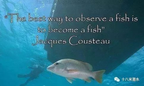 走肾系:潜水员对潜水的感悟,一本正经到吓人