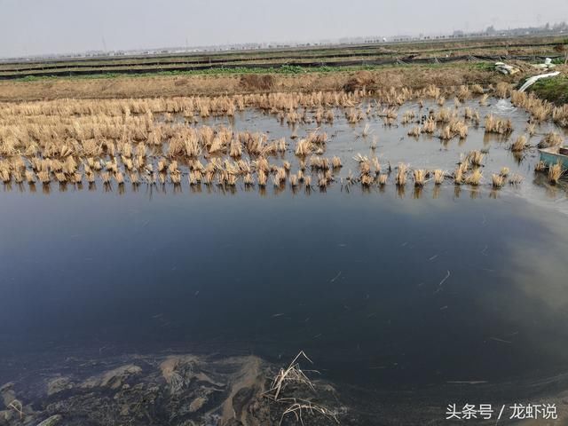 小龙虾养殖2017年的故事还会重演吗