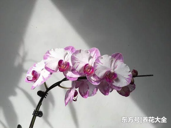 被花友吐槽最难养的3种花,你养过没?生无可恋有没有! - 武汉老徐 - 武汉老徐的博客 被花友吐槽最难养的3种花,你养过没?生无可恋有没有! - 武汉老徐 - 武汉老徐的博客