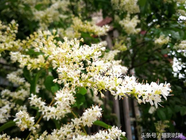 花卉欣赏：暴马丁香，花香扑鼻，寺院多以此替代菩提树