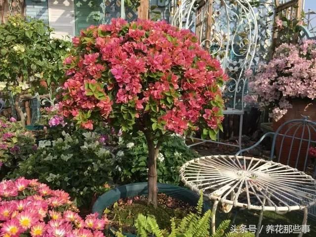三角梅10大爆花品种,难怪称她是开花利器!