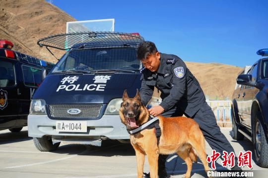 忠诚守护雪域高原的“警犬汪”