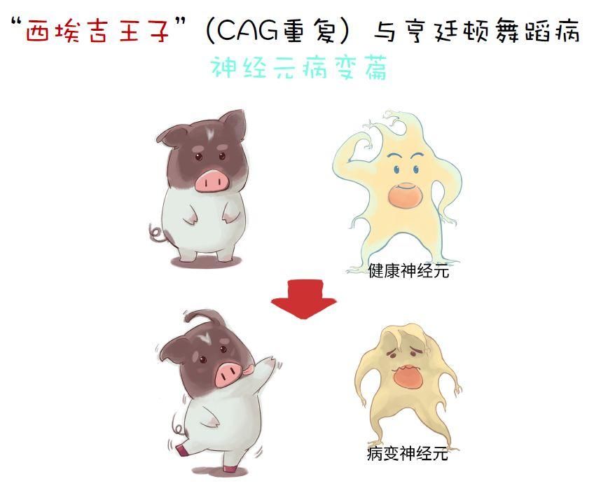 寻找合适的疾病实验模型 小鼠作为最常见的动物模型,已被广泛地用于研究人类疾病机理和寻找临床治疗方法。李晓江团队在研究中发现,表达突变基因的神经退行性疾病小鼠模型,并不能表现出像病人脑中一样的典型神经细胞死亡的重要病理特征。许多有治疗效果的药物在小鼠模型中有效,在临床上对病人往往无效。为了探索动物模型,他开始把目光转移到大动物、非人灵长类动物身上。 早在2008年,夫妻档科学家李晓江、李世华在美国Emory大学合作者的支持下,通过将外源性的突变基因引入到猕猴的体内,成功地建立了世界首只转基因亨廷顿病猴模